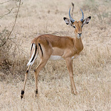 220px-Serengeti_Impala3