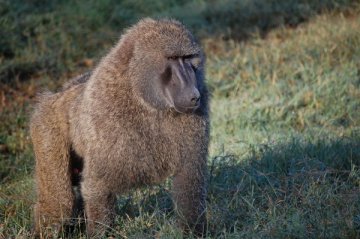 Baboon-Wildlife