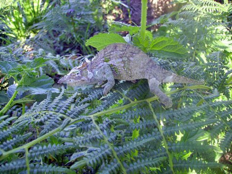 Brandpodium-Kinyongia-by-L.Wagura