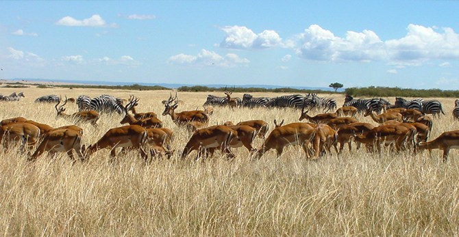 Herds_Maasai_Mara