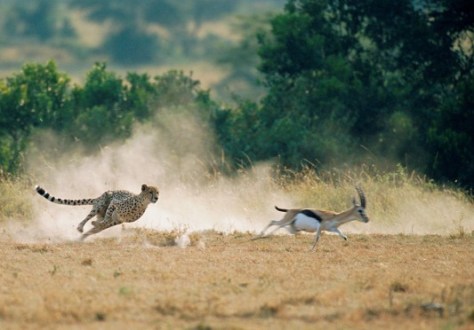 MAASAI MARA CHEETAH-HUNTING