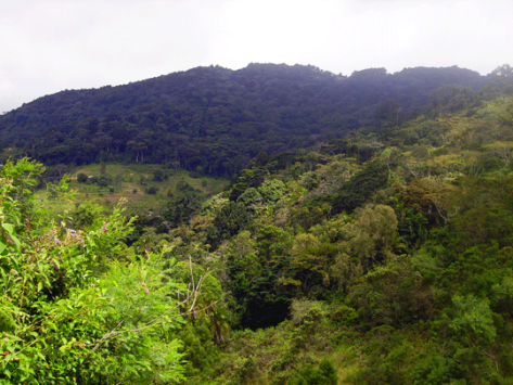 Ngangao-forest