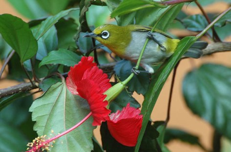 oriental-white-eye-zosterops-palpebrosus-by-nikhildevasar