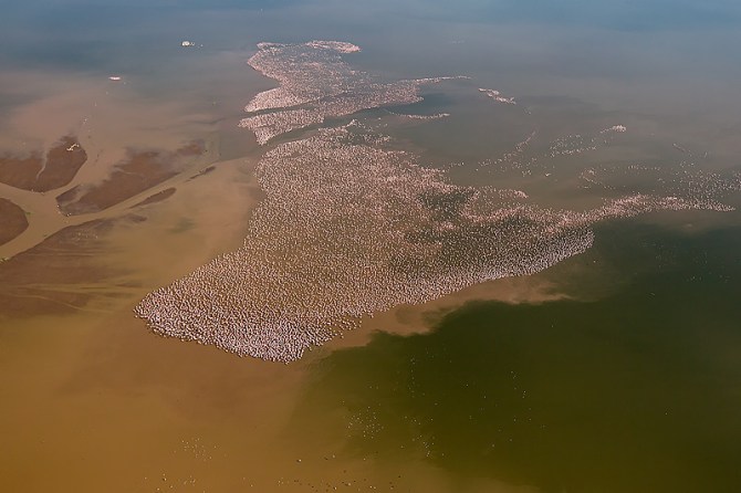 1.-Lesser-Flamingos-grouped-tightly-together-in-mud-and-algae-infused-shallow-water-lake-aerial-shot-Lake-Logipi-Kenya