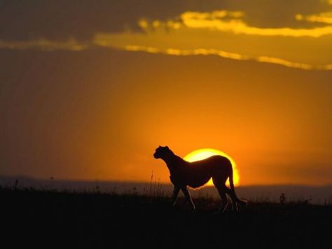 305039_470538536313855_1960677962_n