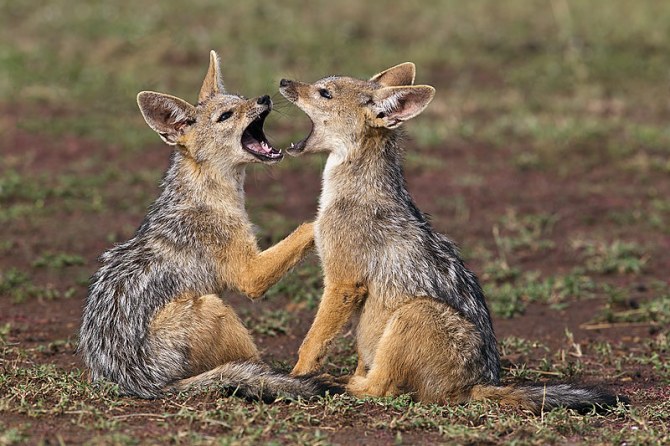 35.-Black-Backed-Jackal-pups-play-flighting-Masai-Mara-Kenya