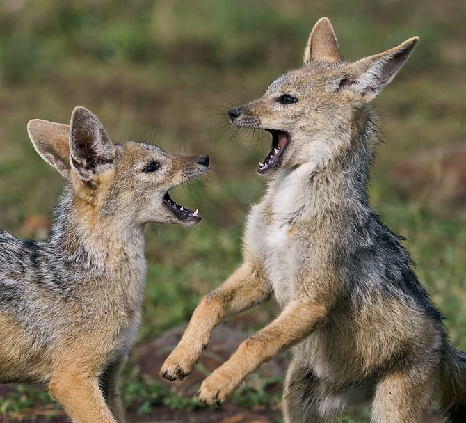 36.-Jackal-pups-playing-Masai-Mara-Kenya