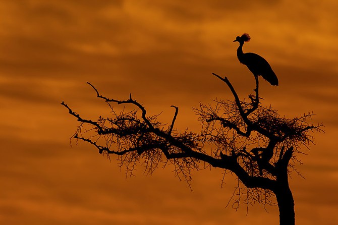 37.-Crowned-Crane-in-Acacia-tree-silhouetted-at-sunset-Masai-Mara-Kenya