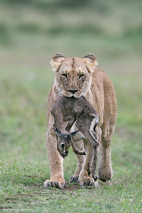 38.-Lioness-carrying-Thomsons-Gazelle-fawn-kill-Masai-Mara-Kenya