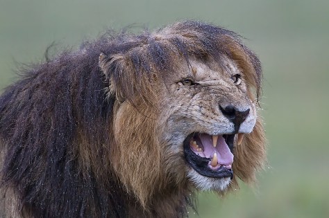 42.-Male-Lion-with-wet-mane-snarling-Masai-Mara-Kenya