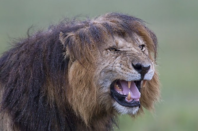 42.-Male-Lion-with-wet-mane-snarling-Masai-Mara-Kenya