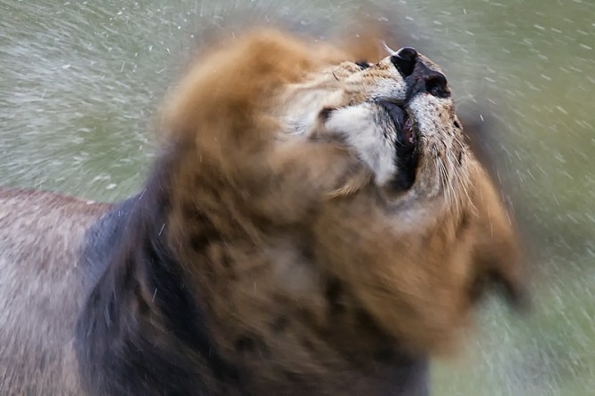 46.-Male-Lion-shaking-rain-off-wet-mane-head-shot-with-motion-Masai-Mara-Kenya