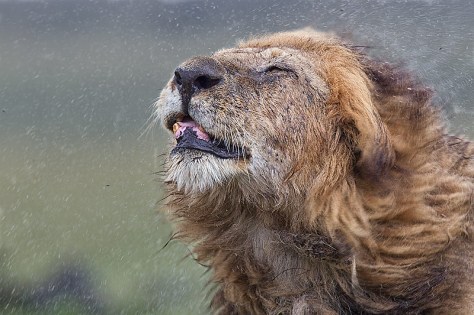 47.-Male-Lion-shaking-rain-off-wet-mane-head-shot-with-motion-Masai-Mara-Kenya