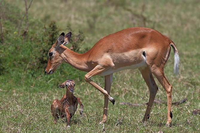 49.-Adult-female-Impala-with-newly-born-fawn-attempting-its-first-steps-Masai-Mara-Kenya-copy1