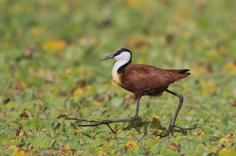 61.-Adult-African-Jacana-showing-long-toes-and-claws-walking-on-floating-vegetation-2-Masai-Mara-Kenya