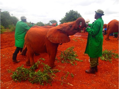 6700113-Watch_elephants_Nairobi