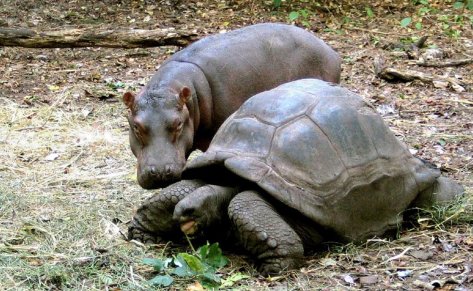a-baby-hippopotamus-cozies-up-to-his-adopted-mother--a-120-year-old-giant-tortoise-living-in-a-kenyan-sanctuary