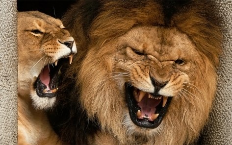 african-lions-of-artis-growling-by-stephen-oachs