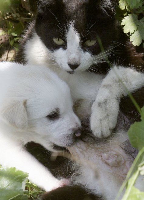 after-its-own-kitten-died-this-cat-started-taking-care-of-these-puppies-whose-mother-had-been-hit-by-a-car