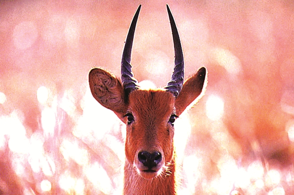 Rondreis_'The_Very_Best_of_Kenya'6809-16145