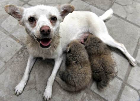 ss-091103-animal-friends-18.ss_full