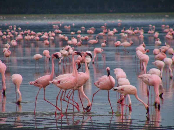 'The_Very_Best_of_Kenya'_Rondreis6809-16848