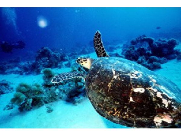 Turtle-Marine-600x450