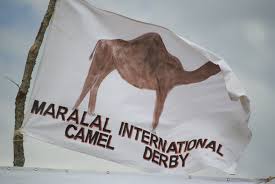 Off to the races; Maralal Camel Derby