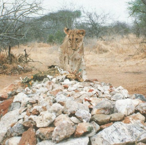 Lion_GeorgeGraveDayAfter