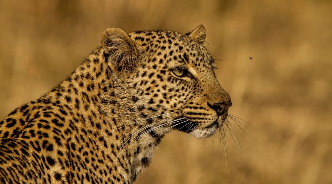 Tribute to Leopard Queen of Talek, Olive.