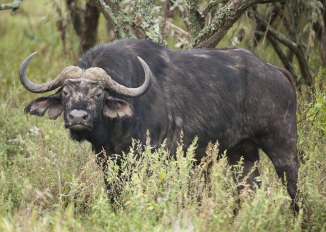 0391c4b6-1a2b-471a-bb85-49196ebaa2ad.Kenya-hellsgatenationalpark-buffalo