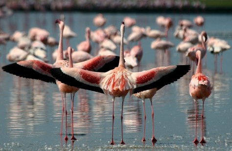 Lesser Flamingos spreading their wings at Lake Nakuru National Park