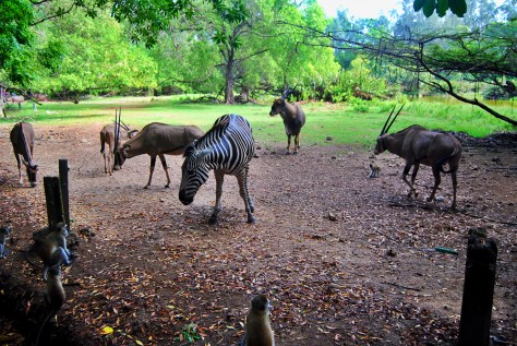 Haller park zuru kenya