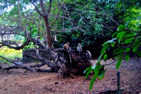 Haller park zurukenya