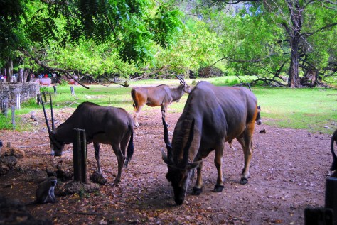haller park zurukenya