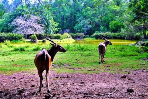 Haller park zurukenya