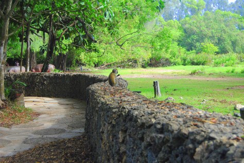 haller park zuru kenya