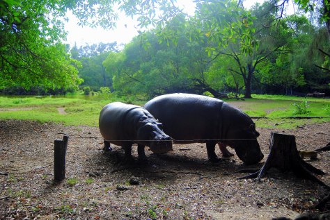 haller park zuru kenya