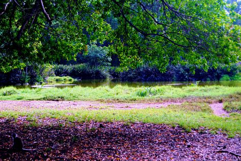 haller park zurukenya