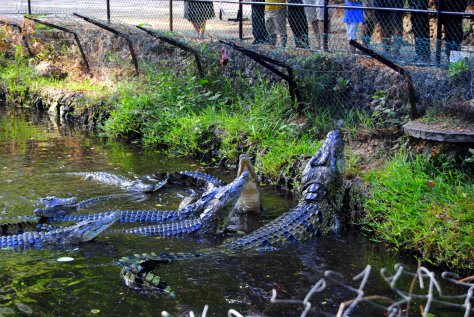 haller park zuru kenya
