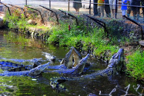haller park zuru kenya