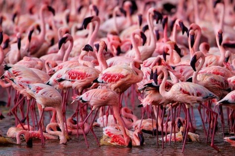 lake-nakuru-flamingos-12[2]
