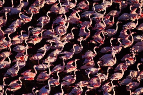 lake-nakuru-flamingos-2[6]
