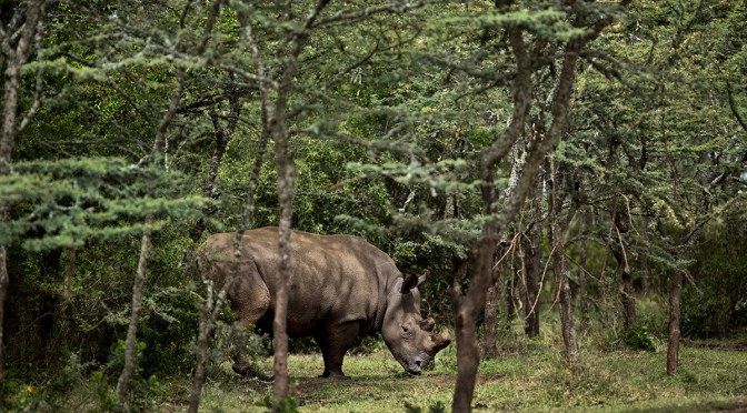 Did you Know? Northern White Rhinos in the Brink of Extinction